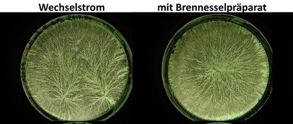 Zwei Kupferchlorid-Kristallisationsbilder nebeneinander: links Wechselstrom mit mehreren Kristallisationszentren, rechts mit Brennnesselpräparat mit einem geordneten Zentrum